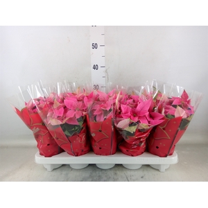 Euphorbia pulc. 'Princ Pink'