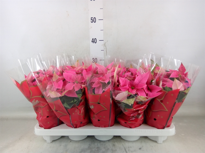<h4>Euphorbia pulc. 'Princ Pink'</h4>