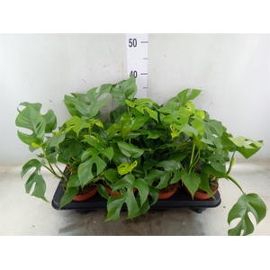 Rhaphidophora tetrasperma