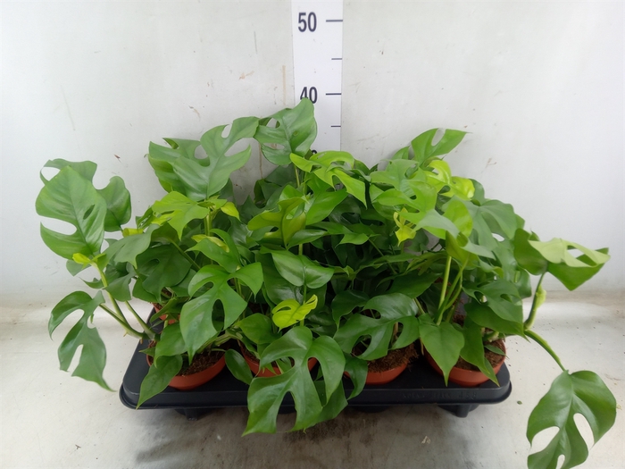 <h4>Rhaphidophora tetrasperma</h4>