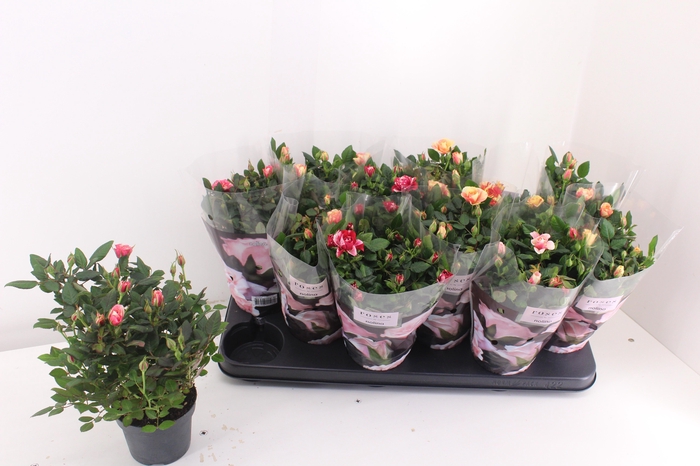 <h4>RO VICTORY GEM</h4>