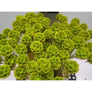 Scabiosa Geel