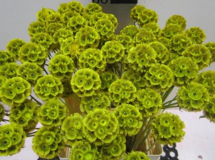 Scabiosa Geel (gedroogd)