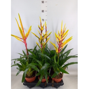Tillandsia