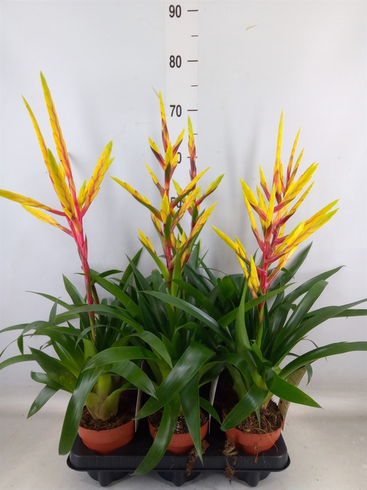 <h4>Tillandsia</h4>