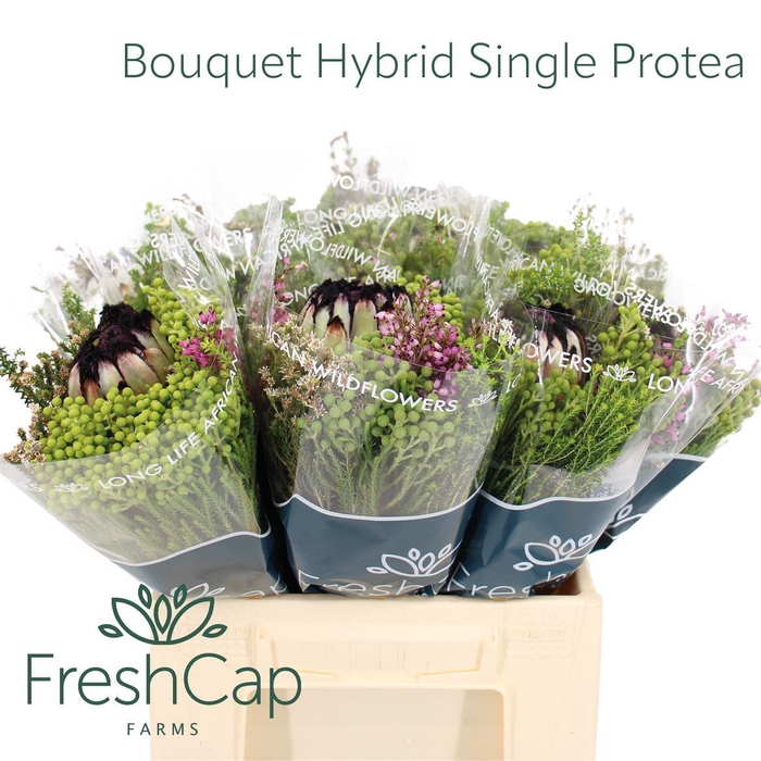 <h4>Bouquet Hybrid Single Protea</h4>