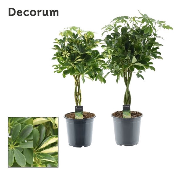 <h4>Schefflera Mix Gevlochten Stam</h4>