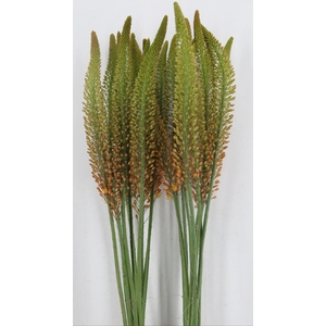 EREMURUS ORANGE PRIN