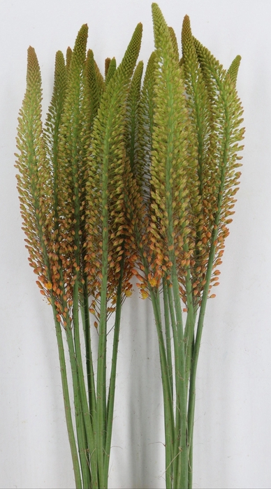 <h4>EREMURUS ORANGE PRIN</h4>