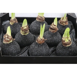 HIPPEASTRUM WAXED BLACK GLITTER