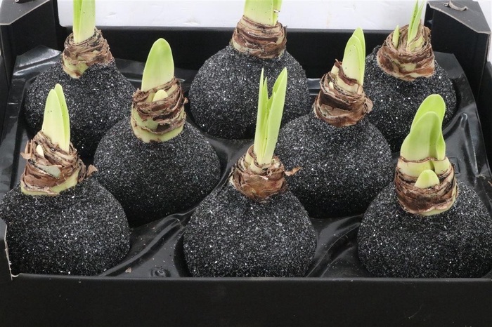 <h4>HIPPEASTRUM WAXED BLACK GLITTER</h4>