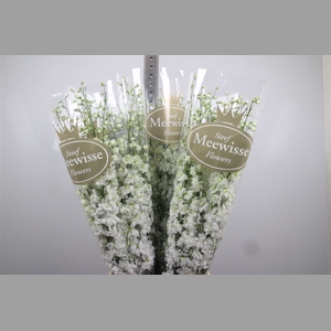 Delph Du Dewi Impress White