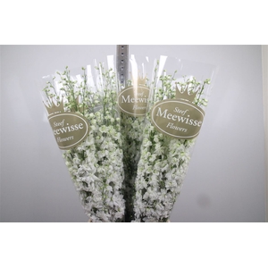 Delph Du Dewi Impress White