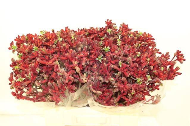 <h4>ANIGOZ EARLY SPRING</h4>