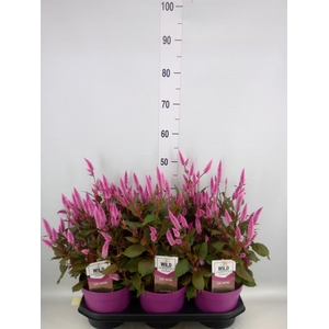 Celosia spic. 'Wild Pink'
