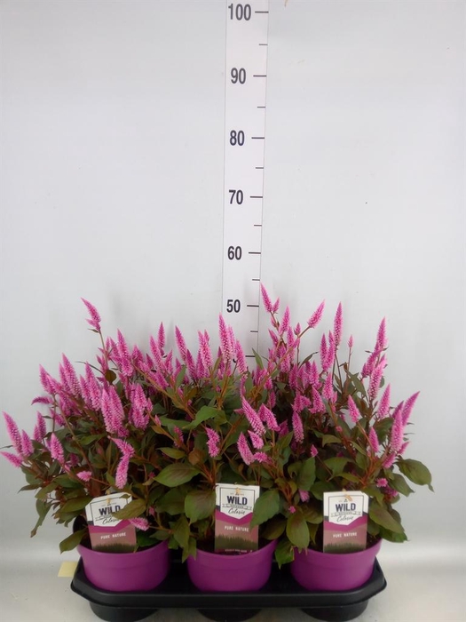 <h4>Celosia spic. 'Wild Pink'</h4>