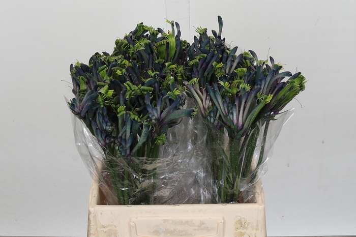 <h4>Anigozanthos Celebrations Masquerade</h4>