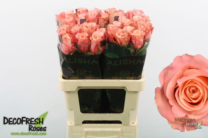 <h4>R Gr Maureen</h4>