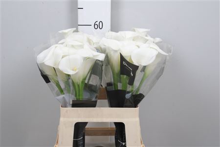 <h4>Zant Ivory Art</h4>