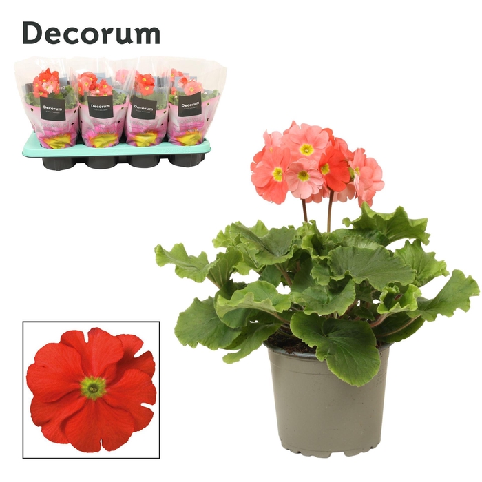 <h4>Primula obcon. 'Touch Me Dk Orange'</h4>