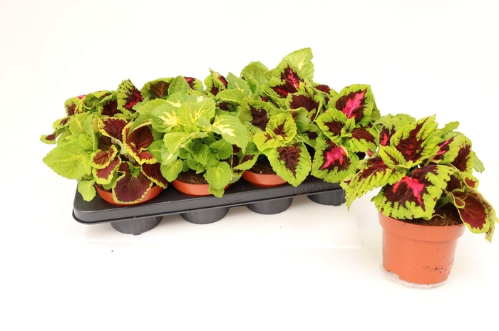 <h4>Coleus Kong Mix</h4>