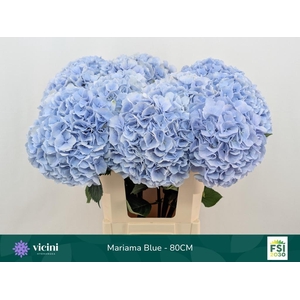 Hydr Mariama Blue 80 cm Vicini