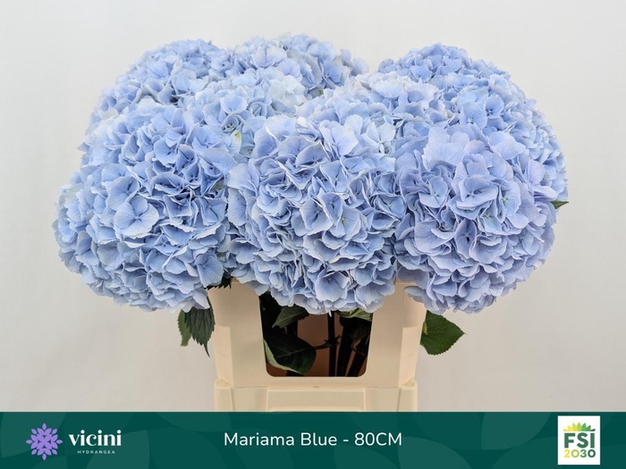 <h4>Hydr Mariama Blue 80 cm Vicini</h4>