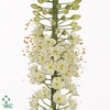 EREMURUS WHI WEDDING