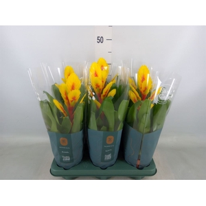 Vriesea  'Intenso Yellow Flame'