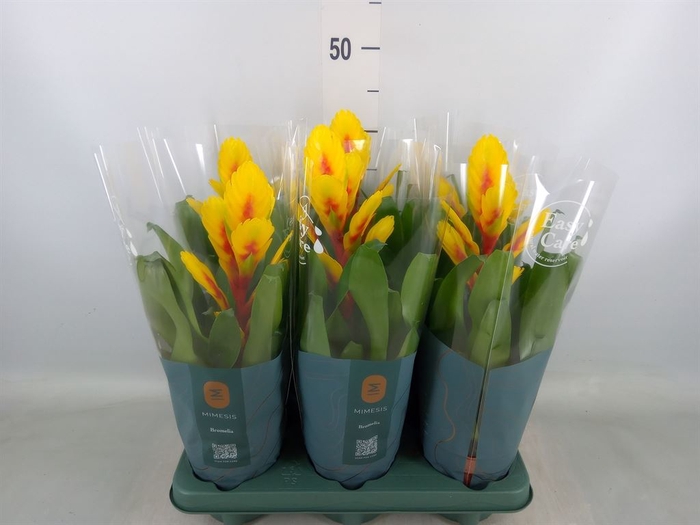 <h4>Vriesea  'Intenso Yellow Flame'</h4>