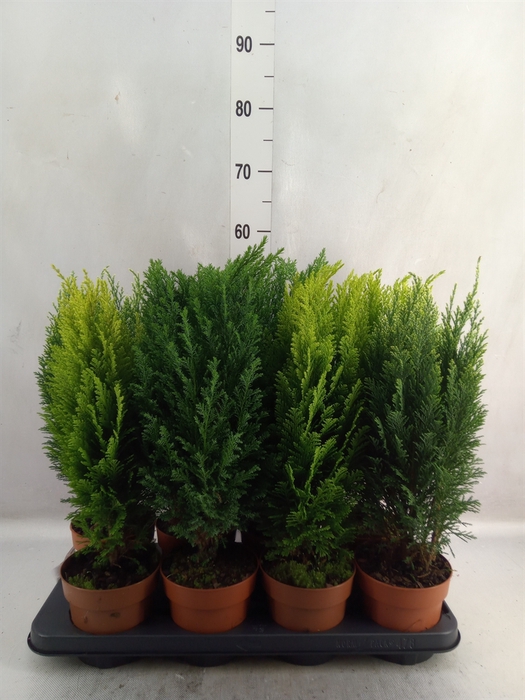 <h4>Conifers   ...mix</h4>