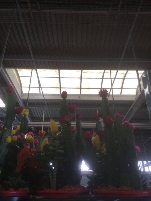 Arrangementen Cactus H%
