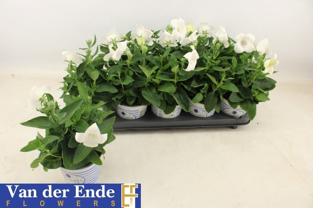 <h4>PLATYCO GR PST WHITE</h4>