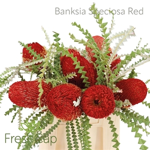 Banksia Spec Klb H%