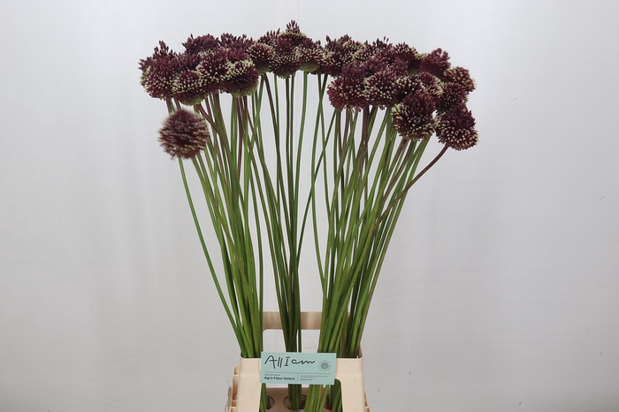 <h4>Allium Red Mohican</h4>