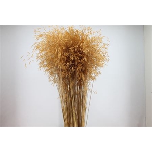 Siergras Stypha Gigante Dry
