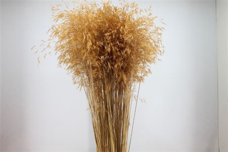 <h4>Siergras Stypha Gigante Dry</h4>