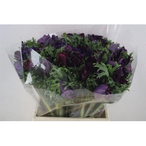 Anem Mistral Super Violet