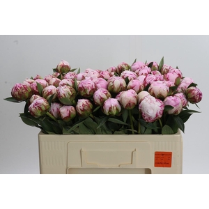 Paeonia Sarah Bernhardt