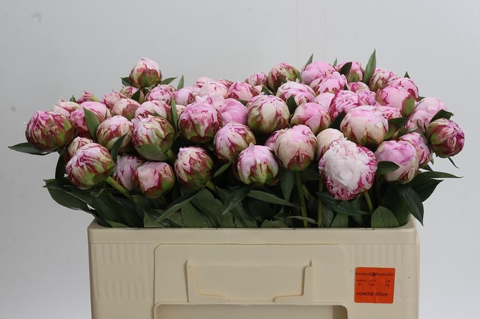 <h4>Paeonia Sarah Bernhardt</h4>