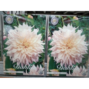 Dahlia   ...flowerbulbs