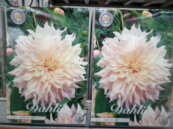 <h4>Dahlia   ...flowerbulbs</h4>