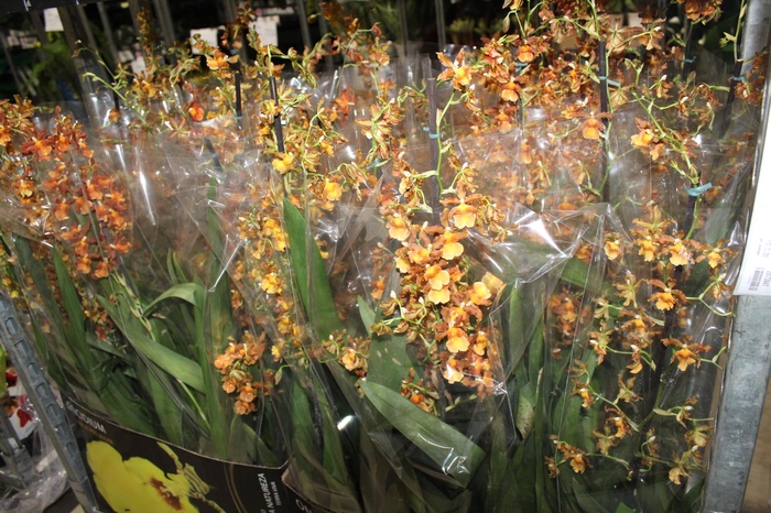 <h4>ORQUIDEA CATATANTE LOS ROBLES P15 PREMIUM</h4>