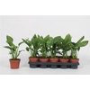 Strelitzia Regin Bl