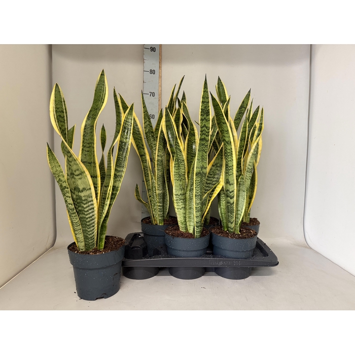 <h4>SANSEV LAURENTII</h4>