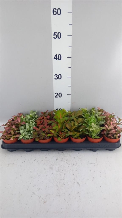 <h4>Fittonia   ...mix 7</h4>