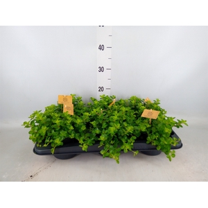 Peperomia rotundifolia