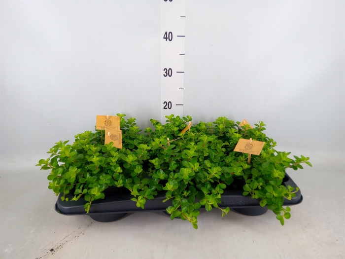 <h4>Peperomia rotundifolia</h4>