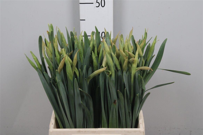 <h4>Narc G Carlton</h4>