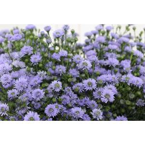 ASTER D. PLUS 060 CM MIN 20 GRAMAS
